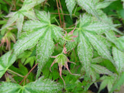 - FOR PICKUP ONLY | Acer palmatum 'Peve Multicolor' Japanese Maple | DOES NOT SHIP - Mr Maple │ Buy Japanese Maple Trees