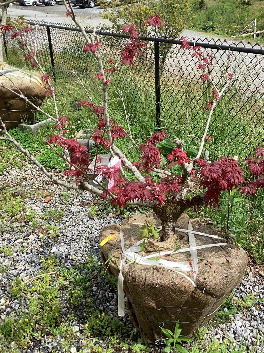 Buy Acer palmatum 'Pixie' Japanese Maple — Mr Maple │ Buy