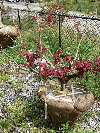 - FOR PICKUP ONLY | Acer palmatum 'Pixie' Japanese Maple | DOES NOT SHIP - Mr Maple │ Buy Japanese Maple Trees