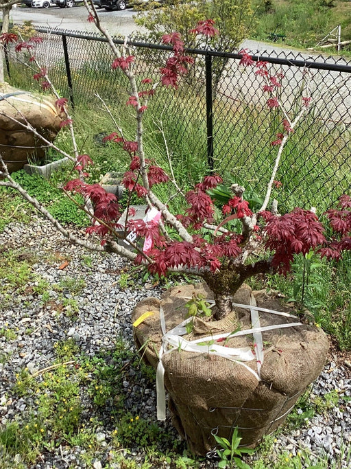 - FOR PICKUP ONLY | Acer palmatum 'Pixie' Japanese Maple | DOES NOT SHIP - Mr Maple │ Buy Japanese Maple Trees