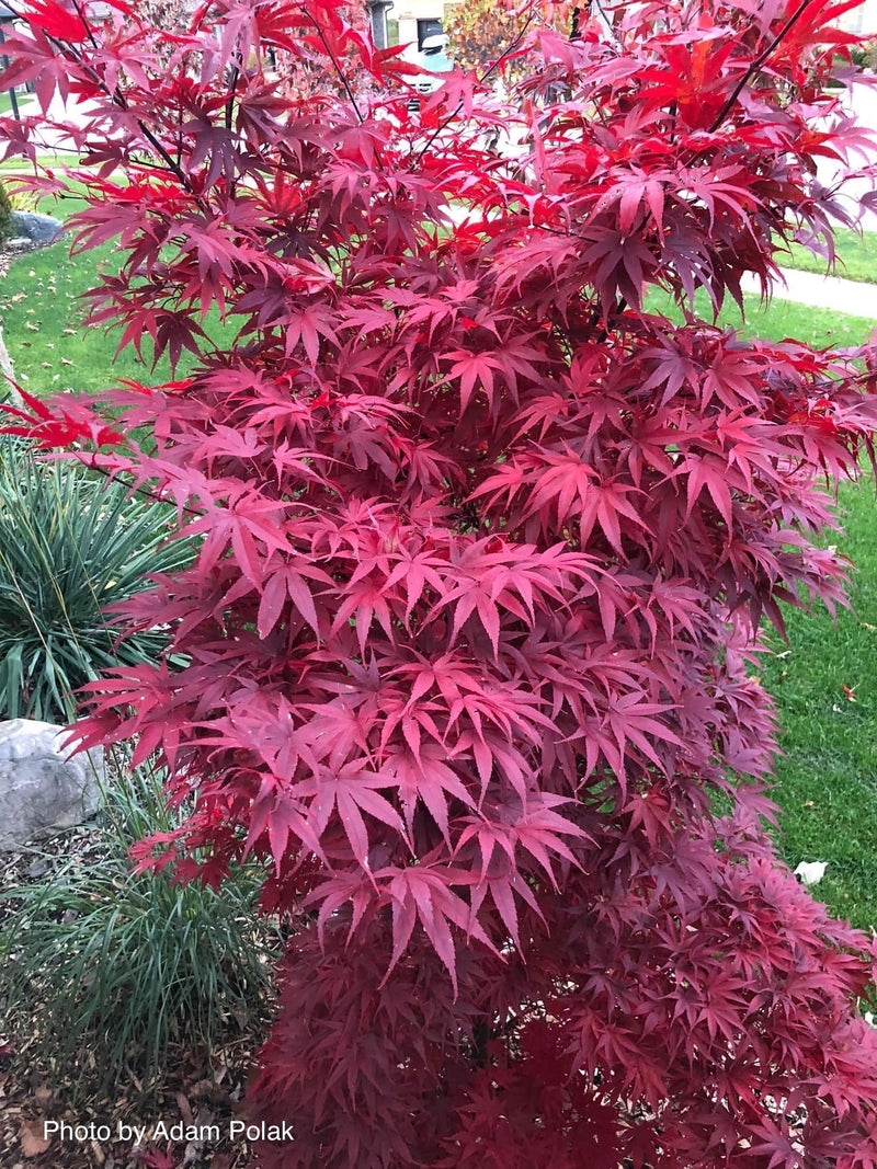- FOR PICKUP ONLY | Acer palmatum 'Pixie' Japanese Maple | DOES NOT SHIP - Mr Maple │ Buy Japanese Maple Trees
