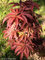 - FOR PICKUP ONLY | Acer palmatum 'Pixie' Japanese Maple | DOES NOT SHIP - Mr Maple │ Buy Japanese Maple Trees