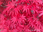 - FOR PICKUP ONLY | Acer palmatum 'Pixie' Japanese Maple | DOES NOT SHIP - Mr Maple │ Buy Japanese Maple Trees
