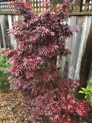 - FOR PICKUP ONLY | Acer palmatum 'Pixie' Japanese Maple | DOES NOT SHIP - Mr Maple │ Buy Japanese Maple Trees