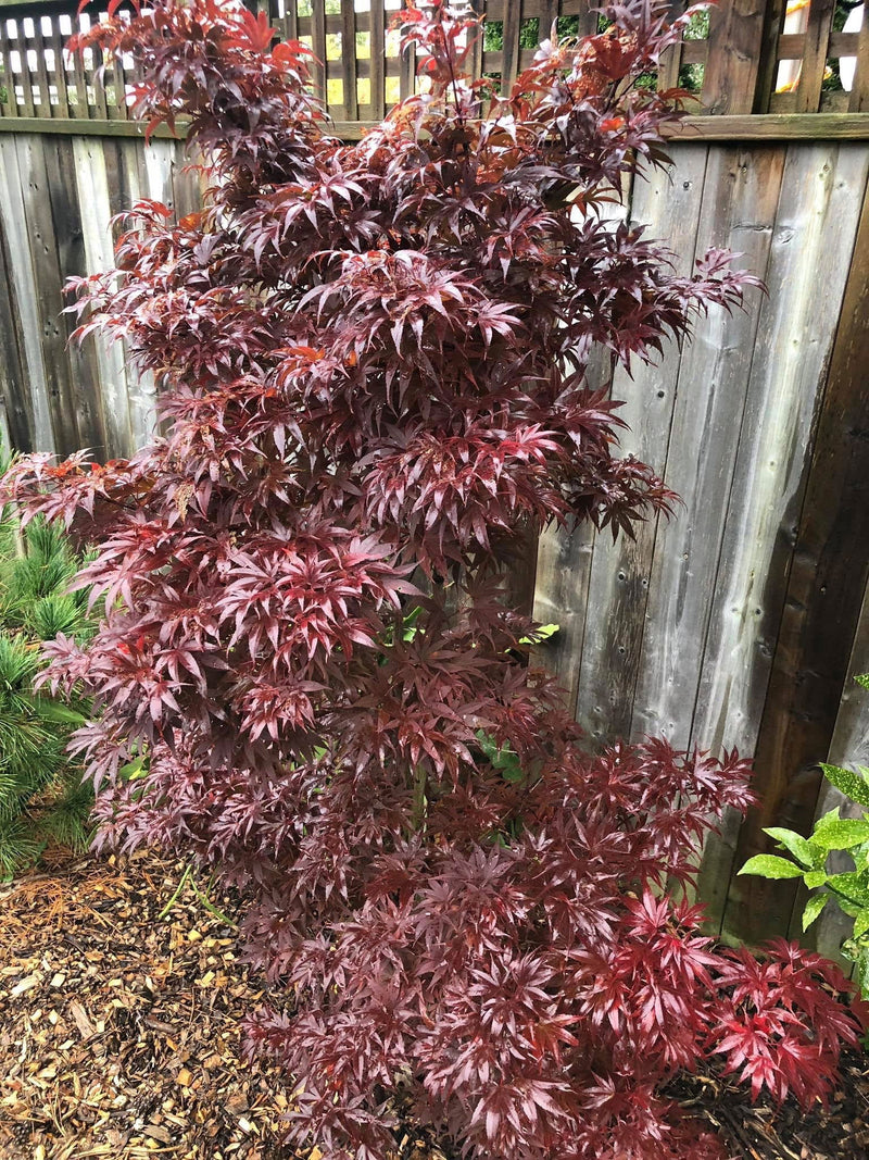 - FOR PICKUP ONLY | Acer palmatum 'Pixie' Japanese Maple | DOES NOT SHIP - Mr Maple │ Buy Japanese Maple Trees