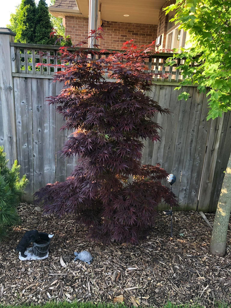 - FOR PICKUP ONLY | Acer palmatum 'Pixie' Japanese Maple | DOES NOT SHIP - Mr Maple │ Buy Japanese Maple Trees