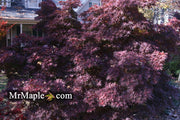 - FOR PICKUP ONLY | Acer palmatum 'Pixie' Japanese Maple | DOES NOT SHIP - Mr Maple │ Buy Japanese Maple Trees