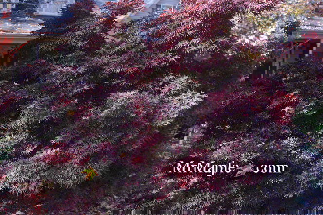 - FOR PICKUP ONLY | Acer palmatum 'Pixie' Japanese Maple | DOES NOT SHIP - Mr Maple │ Buy Japanese Maple Trees