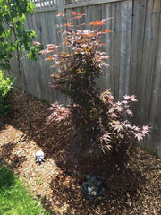 - FOR PICKUP ONLY | Acer palmatum 'Pixie' Japanese Maple | DOES NOT SHIP - Mr Maple │ Buy Japanese Maple Trees