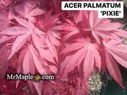 - FOR PICKUP ONLY | Acer palmatum 'Pixie' Japanese Maple | DOES NOT SHIP - Mr Maple │ Buy Japanese Maple Trees