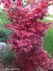 - FOR PICKUP ONLY | Acer palmatum 'Pixie' Japanese Maple | DOES NOT SHIP - Mr Maple │ Buy Japanese Maple Trees