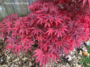 - FOR PICKUP ONLY | Acer palmatum 'Pixie' Japanese Maple | DOES NOT SHIP - Mr Maple │ Buy Japanese Maple Trees