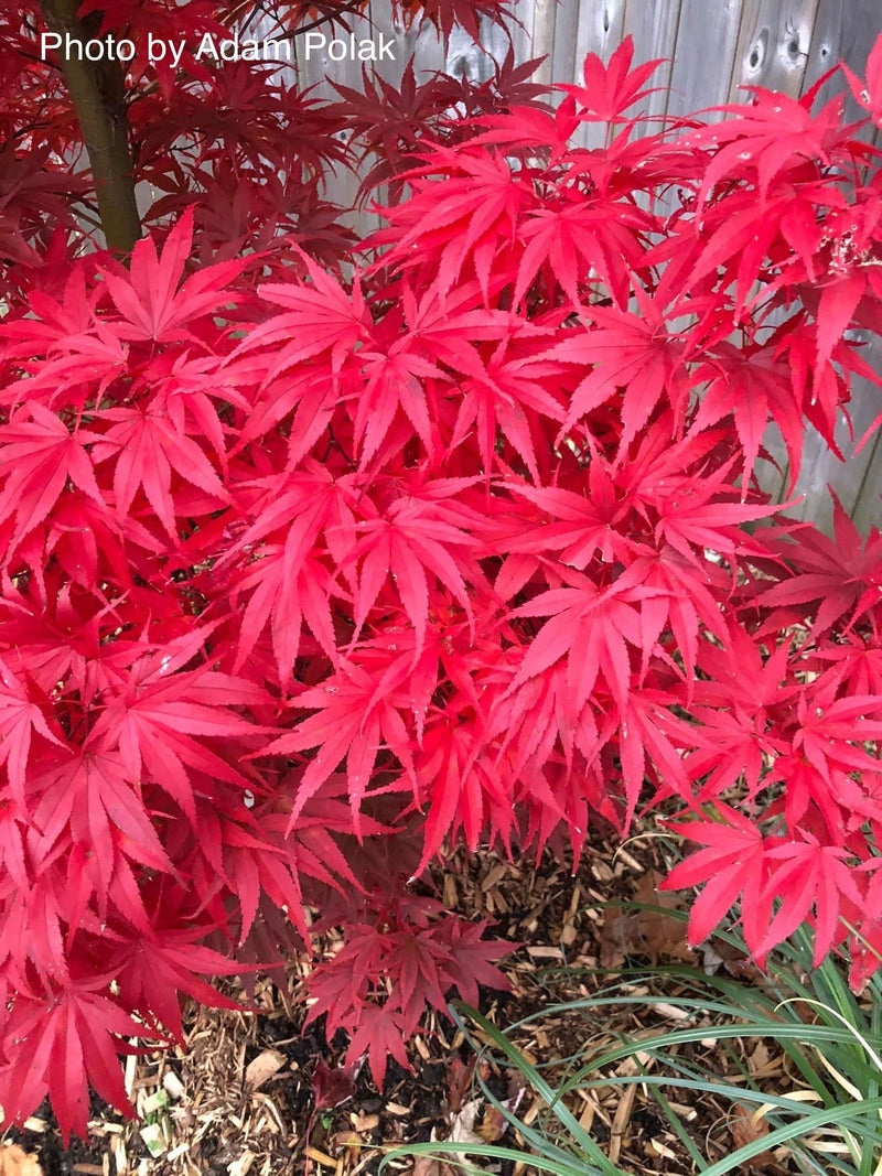 - FOR PICKUP ONLY | Acer palmatum 'Pixie' Japanese Maple | DOES NOT SHIP - Mr Maple │ Buy Japanese Maple Trees
