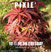- FOR PICKUP ONLY | Acer palmatum 'Pixie' Japanese Maple | DOES NOT SHIP - Mr Maple │ Buy Japanese Maple Trees