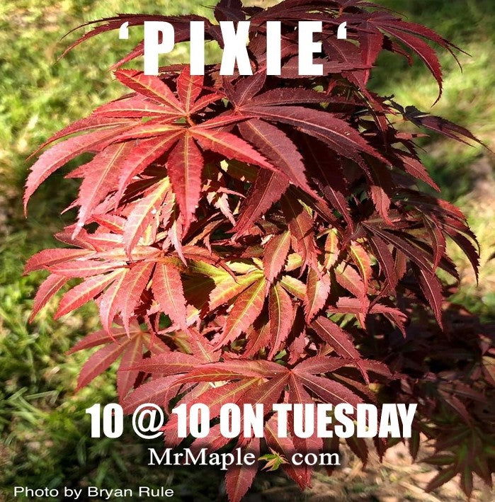 - FOR PICKUP ONLY | Acer palmatum 'Pixie' Japanese Maple | DOES NOT SHIP - Mr Maple │ Buy Japanese Maple Trees