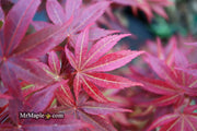 - FOR PICKUP ONLY | Acer palmatum 'Pixie' Japanese Maple | DOES NOT SHIP - Mr Maple │ Buy Japanese Maple Trees