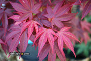 - FOR PICKUP ONLY | Acer palmatum 'Pixie' Japanese Maple | DOES NOT SHIP - Mr Maple │ Buy Japanese Maple Trees