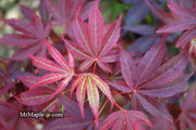 - FOR PICKUP ONLY | Acer palmatum 'Pixie' Japanese Maple | DOES NOT SHIP - Mr Maple │ Buy Japanese Maple Trees