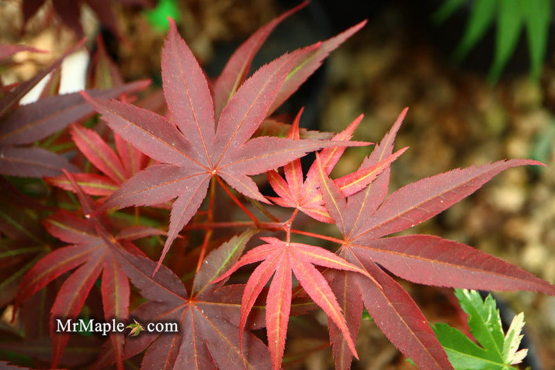 - FOR PICKUP ONLY | Acer palmatum 'Pixie' Japanese Maple | DOES NOT SHIP - Mr Maple │ Buy Japanese Maple Trees