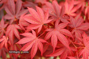 - FOR PICKUP ONLY | Acer palmatum 'Pixie' Japanese Maple | DOES NOT SHIP - Mr Maple │ Buy Japanese Maple Trees