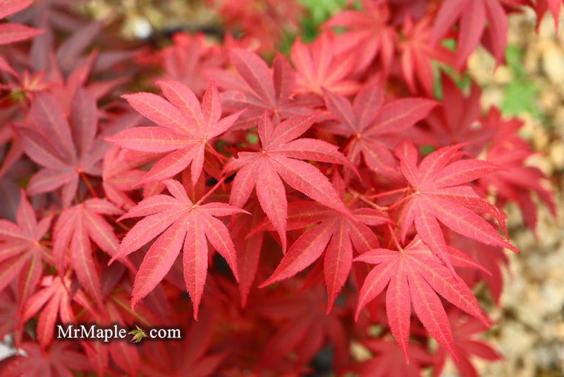 - FOR PICKUP ONLY | Acer palmatum 'Pixie' Japanese Maple | DOES NOT SHIP - Mr Maple │ Buy Japanese Maple Trees