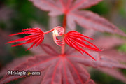 - FOR PICKUP ONLY | Acer palmatum 'Pixie' Japanese Maple | DOES NOT SHIP - Mr Maple │ Buy Japanese Maple Trees