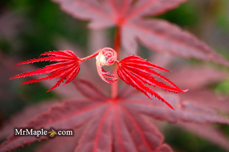 - FOR PICKUP ONLY | Acer palmatum 'Pixie' Japanese Maple | DOES NOT SHIP - Mr Maple │ Buy Japanese Maple Trees