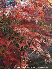 - FOR PICKUP ONLY | Acer palmatum 'Pung kil' Japanese Maple | DOES NOT SHIP - Mr Maple │ Buy Japanese Maple Trees