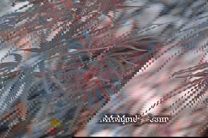 - FOR PICKUP ONLY | Acer palmatum 'Pung kil' Japanese Maple | DOES NOT SHIP - Mr Maple │ Buy Japanese Maple Trees