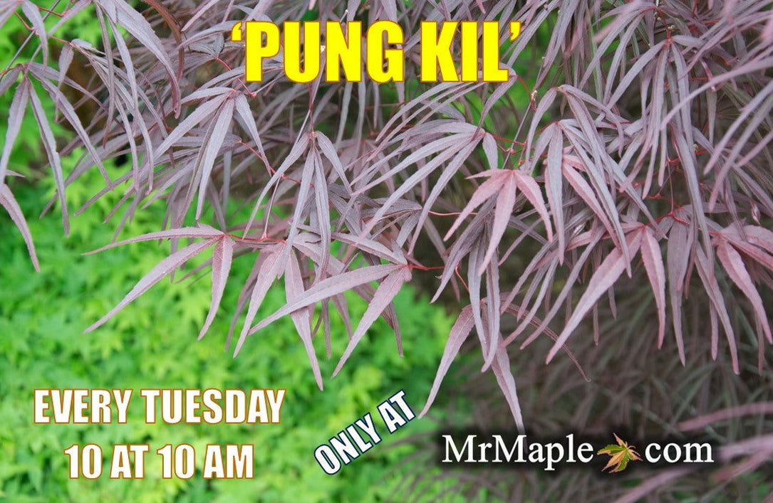 Buy Acer palmatum 'Pung kil' Japanese Maple — Mr Maple │ Buy Japanese ...