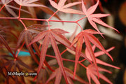 - FOR PICKUP ONLY | Acer palmatum 'Pung kil' Japanese Maple | DOES NOT SHIP - Mr Maple │ Buy Japanese Maple Trees