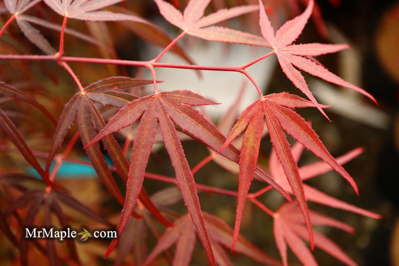 - FOR PICKUP ONLY | Acer palmatum 'Pung kil' Japanese Maple | DOES NOT SHIP - Mr Maple │ Buy Japanese Maple Trees