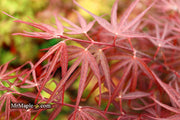 - FOR PICKUP ONLY | Acer palmatum 'Pung kil' Japanese Maple | DOES NOT SHIP - Mr Maple │ Buy Japanese Maple Trees