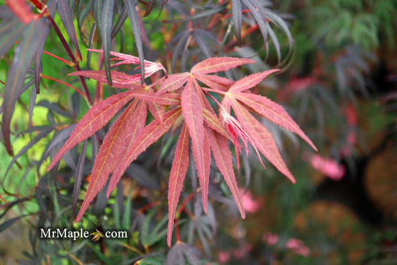 - FOR PICKUP ONLY | Acer palmatum 'Pung kil' Japanese Maple | DOES NOT SHIP - Mr Maple │ Buy Japanese Maple Trees