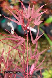 - FOR PICKUP ONLY | Acer palmatum 'Pung kil' Japanese Maple | DOES NOT SHIP - Mr Maple │ Buy Japanese Maple Trees