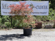 - FOR PICKUP ONLY | Acer palmatum 'Raraflora' Weeping Japanese Maple | DOES NOT SHIP - Mr Maple │ Buy Japanese Maple Trees