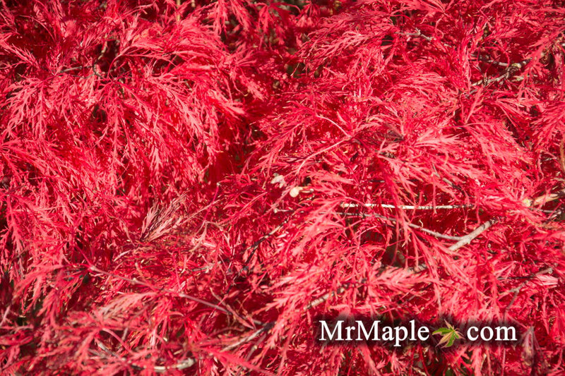 - FOR PICKUP ONLY | Acer palmatum 'Raraflora' Weeping Japanese Maple | DOES NOT SHIP - Mr Maple │ Buy Japanese Maple Trees