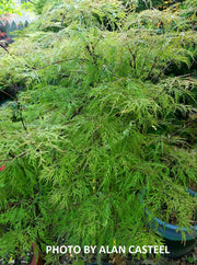- FOR PICKUP ONLY | Acer palmatum 'Raraflora' Weeping Japanese Maple | DOES NOT SHIP - Mr Maple │ Buy Japanese Maple Trees