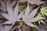 - FOR PICKUP ONLY | Acer palmatum 'Rhode Island Red' Dwarf Bloodgood Japanese Maple | DOES NOT SHIP - Mr Maple │ Buy Japanese Maple Trees