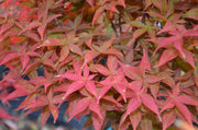 - FOR PICKUP ONLY | Acer palmatum 'Rhode Island Red' Dwarf Bloodgood Japanese Maple | DOES NOT SHIP - Mr Maple │ Buy Japanese Maple Trees