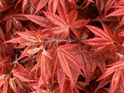 - FOR PICKUP ONLY | Acer palmatum 'Rhode Island Red' Dwarf Bloodgood Japanese Maple | DOES NOT SHIP - Mr Maple │ Buy Japanese Maple Trees