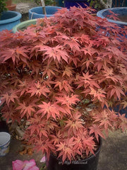 - FOR PICKUP ONLY | Acer palmatum 'Rhode Island Red' Dwarf Bloodgood Japanese Maple | DOES NOT SHIP - Mr Maple │ Buy Japanese Maple Trees