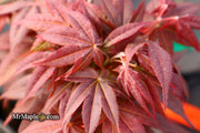 - FOR PICKUP ONLY | Acer palmatum 'Rhode Island Red' Dwarf Bloodgood Japanese Maple | DOES NOT SHIP - Mr Maple │ Buy Japanese Maple Trees