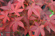 - FOR PICKUP ONLY | Acer palmatum 'Rhode Island Red' Dwarf Bloodgood Japanese Maple | DOES NOT SHIP - Mr Maple │ Buy Japanese Maple Trees