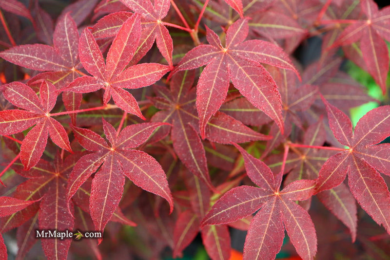 - FOR PICKUP ONLY | Acer palmatum 'Rhode Island Red' Dwarf Bloodgood Japanese Maple | DOES NOT SHIP - Mr Maple │ Buy Japanese Maple Trees