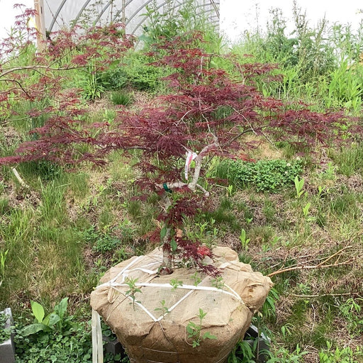 - FOR PICKUP ONLY | Acer palmatum 'Ruby Lace' Dwarf Japanese Maple | DOES NOT SHIP - Mr Maple │ Buy Japanese Maple Trees