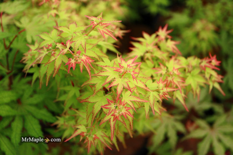 - FOR PICKUP ONLY | Acer palmatum 'Saiho' Dwarf Japanese Maple | DOES NOT SHIP - Mr Maple │ Buy Japanese Maple Trees