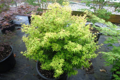 - FOR PICKUP ONLY | Acer palmatum 'Saiho' Dwarf Japanese Maple | DOES NOT SHIP - Mr Maple │ Buy Japanese Maple Trees