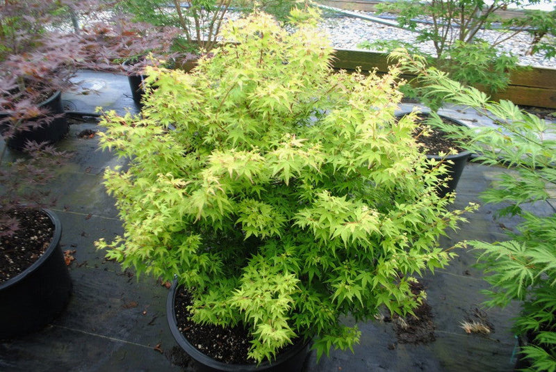 - FOR PICKUP ONLY | Acer palmatum 'Saiho' Dwarf Japanese Maple | DOES NOT SHIP - Mr Maple │ Buy Japanese Maple Trees