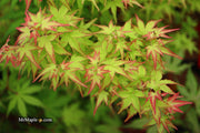 - FOR PICKUP ONLY | Acer palmatum 'Saiho' Dwarf Japanese Maple | DOES NOT SHIP - Mr Maple │ Buy Japanese Maple Trees
